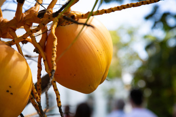Fresh village topical mango in a tree at Nadi Fiji holiday