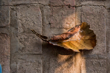 autumn leaves on a wooden background