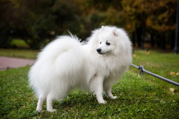 White Japanese Pomeranian walks in the Park on the grass