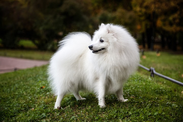 White Japanese Pomeranian walks in the Park on the grass