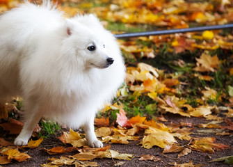 Fototapeta premium Beautiful White Japanese Pomeranian walks in the Park in autumn