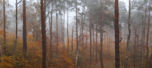 Fototapeta na wymiar Beautiful foggy mixed autumn forest early in the morning