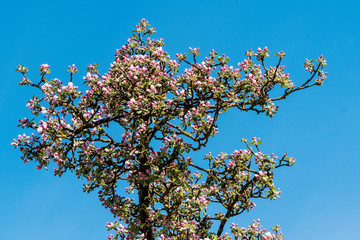 Apfelblüte