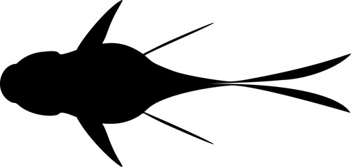 Obraz premium Vector illustration of the goldfish