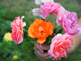 The beautiful roses in my garden bloom in the morning sun.