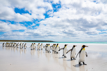 ペンギンの群れ フォークランド諸島,ボランティアポイント,Earththeater