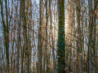 Obraz premium arcane illuminated forest scenery