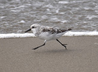 A sanderling (Calidris alba) sprints away from a wave breaking on Moss Landing State Beach in California.