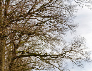 natural forest detail