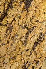 bark closeup