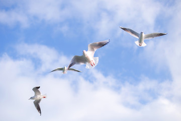 Beautiful seagulls flying high in the blue sky with clouds