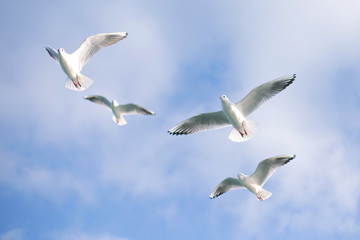 Beautiful seagulls flying high in the blue sky with clouds