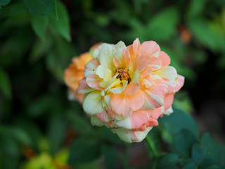 The beautiful roses in my garden bloom in the morning sun.