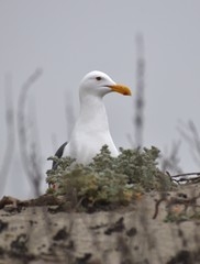 A California gull (Larus californicus) peers from the top of a dune on a cold, grey day at Moss Landing State Beach in California.