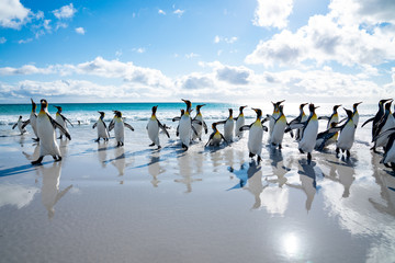 ペンギンの群れ フォークランド諸島,ボランティアポイント,Earththeater