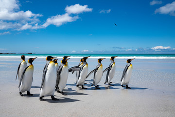ペンギンの群れ フォークランド諸島,ボランティアポイント,Earththeater