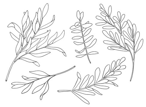 Tea tree leaf outline vector set. Hand drawn botanical doodle sketch of Melaleuca. Black and white medicinal plant. Eucalyptus herb illustration for cosmetics, package, essential oil, coloring book.