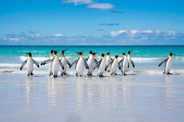 ペンギンの群れ,フォークランド諸島,ボランティアポイント,Earththeater