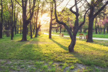 sunny summer park with trees and green grass