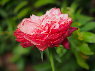 The beautiful roses in my garden bloom in the morning sun.