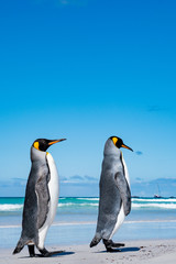 Fototapeta na wymiar ペンギンの群れ,フォークランド諸島,ボランティアポイント,Earththeater