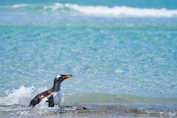 ペンギンの群れ,フォークランド諸島,ボランティアポイント,Earththeater