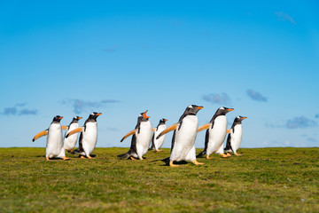 Obraz premium ペンギンの群れ,フォークランド諸島,ボランティアポイント,Earththeater