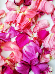 Fototapeta na wymiar fresh rose petals on a white background