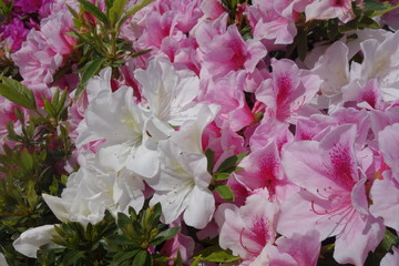 春に咲いたピンクと白のツツジの花