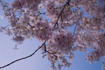 Pastel pink flowering Cherry Blossom in spring against a blue sky