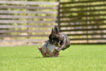 Obraz premium ドッグランで遊ぶボストンテリア