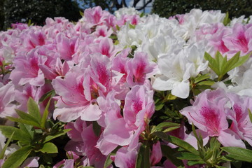春に咲いたピンクと白のツツジの花