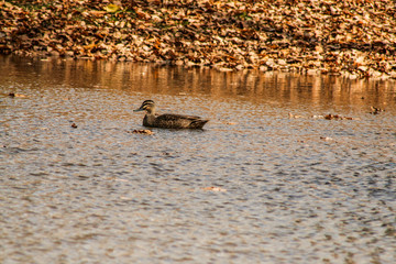 Duck on lake