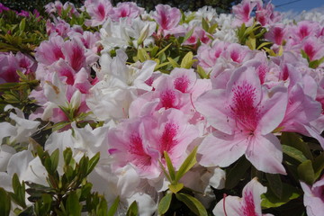 春に咲いたピンクと白のツツジの花