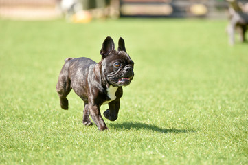 Fototapeta premium ドッグランで遊ぶボストンテリア