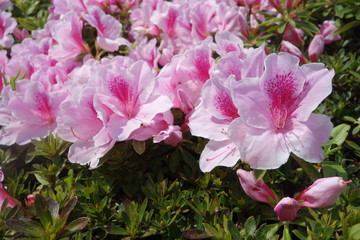 ４月に咲いたピンクのツツジの花