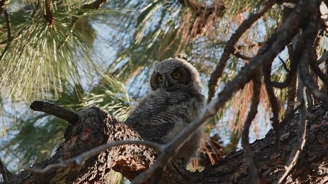 Great horned owlet moves its head and seems surprised by something