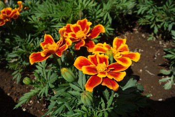 春に咲いたカラフルなマリーゴールドの花