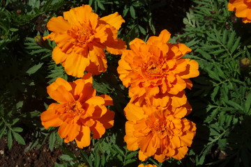 晴れた日に咲いたオレンジのマリーゴールドの花