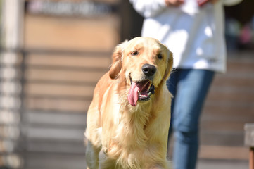 ドッグランで遊ぶゴールデンレトリバー