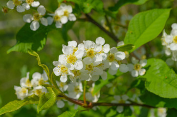 Fototapeta premium *zarte weiße Buschblüte*