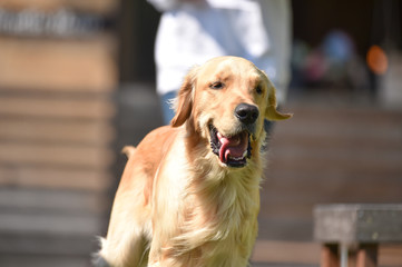 ドッグランで遊ぶゴールデンレトリバー