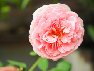 The beautiful roses in my garden bloom in the morning sun.