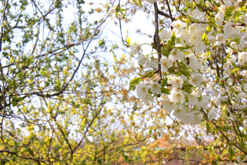 time is spring, fruit trees are blooming cherry, cherry and pear with apples photos of flowers of these trees. the beauty of nature its perfection and abundance
