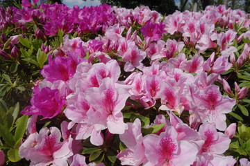 ４月に咲いたピンクのツツジの花