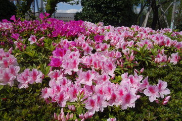 ４月に咲いたピンクのツツジの花