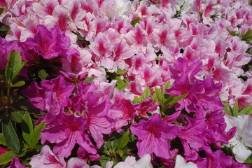 ４月に咲いたピンクのツツジの花