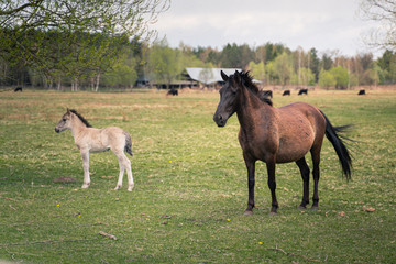 The foal and mare run in the meadow.