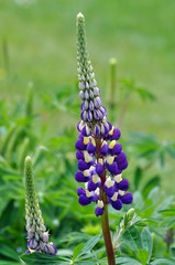 Lupinen im Garten