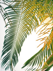 Palm trees leave beautiful leaves to welcome summer